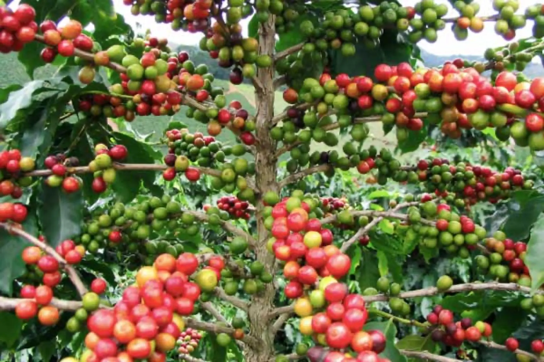 Sierra Madre coffee
