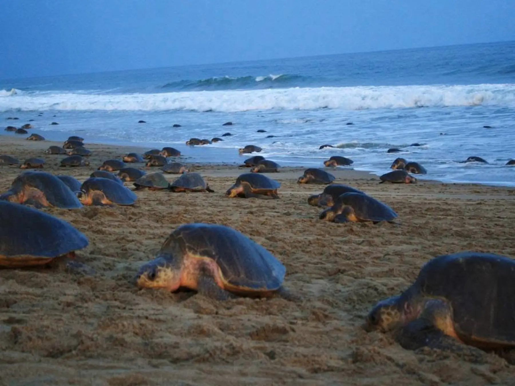 Turtle sanctuary