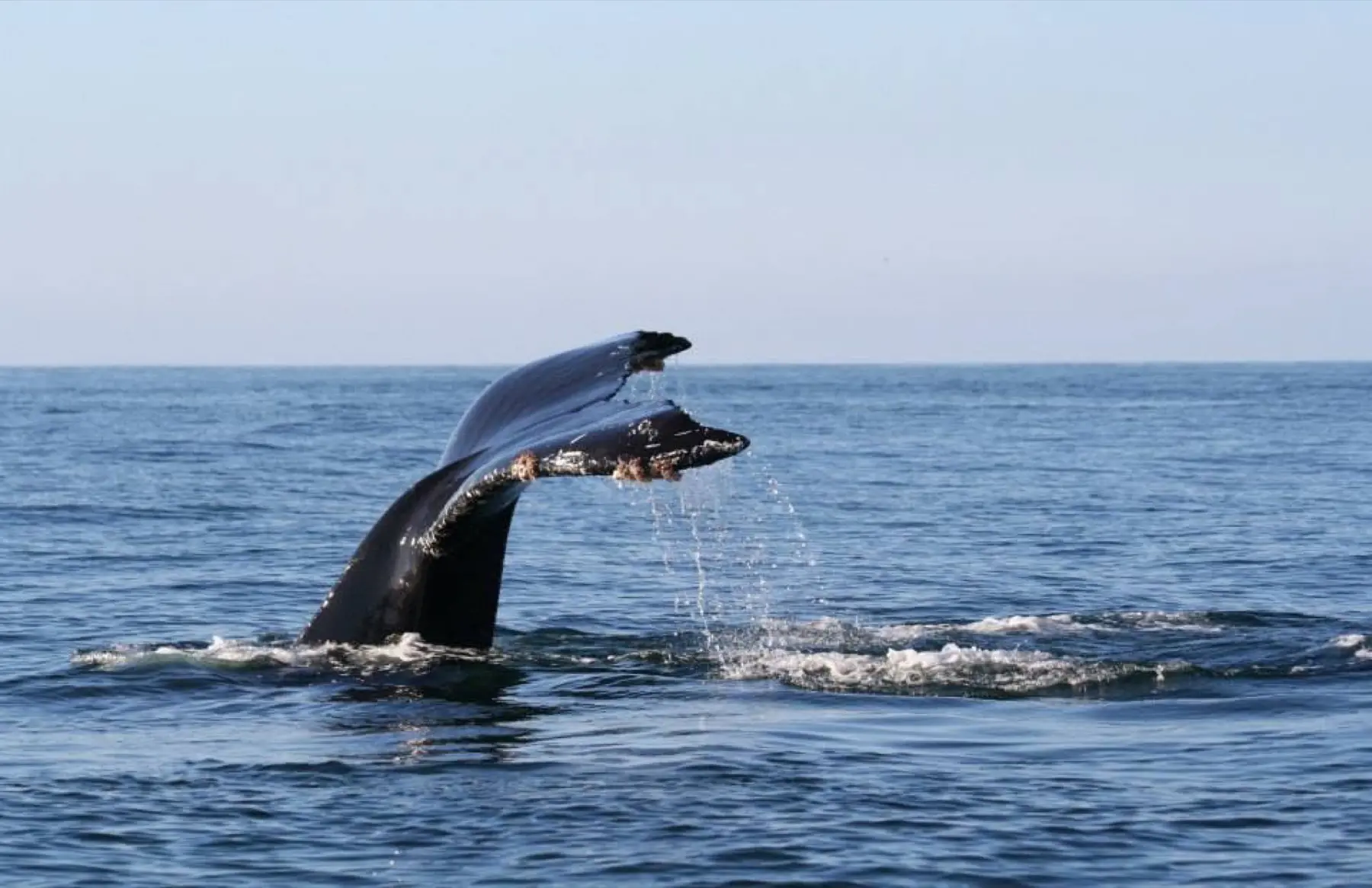 Life in the ocean